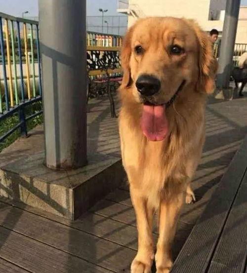 金毛狮王吃瓜视频全集,全程笑料不断，精彩瞬间回顾