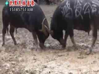 斗牛吃瓜视频大全