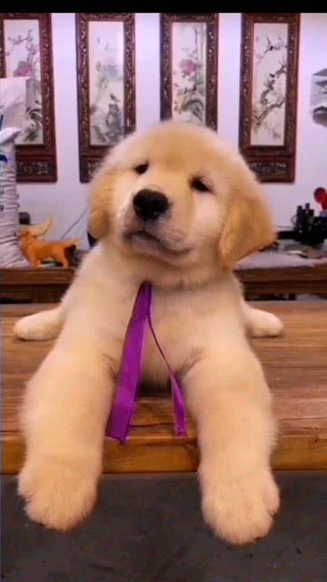 金毛狮王吃瓜视频全集,全程笑料不断，精彩瞬间回顾