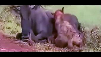 狮子座吃瓜视频,吃瓜视频背后的星座秘密大揭秘