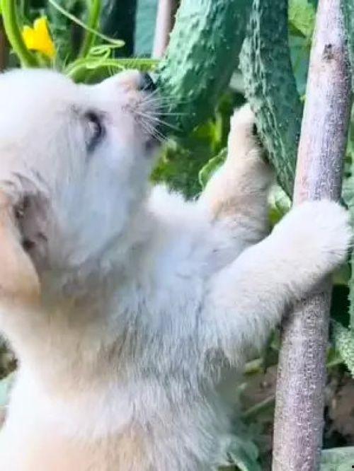 狗狗吃瓜 搞笑视频,萌宠搞笑视频来袭！