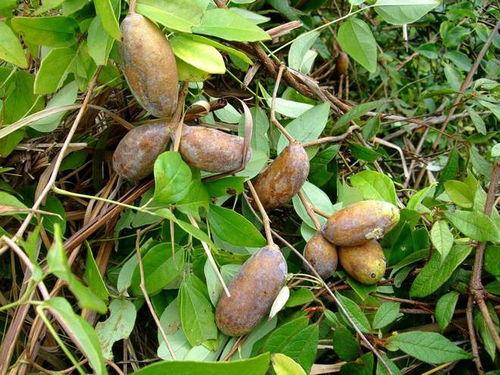 老八吃八月瓜视频下载,视频下载背后的美味探索