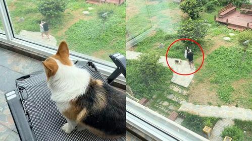 人类吵架狗吃瓜视频播放,笑料百出