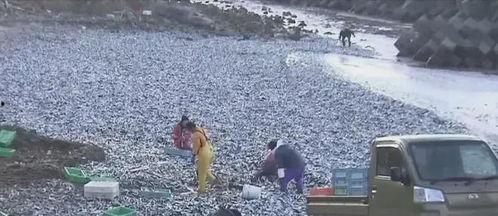 中国渔民现场吃瓜视频,现场直播引网友热议