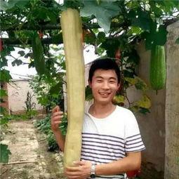 农村女人吃瓜视频大全播放,趣味横生的乡村生活瞬间