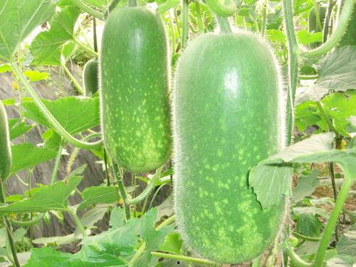 秃崽的吃瓜视频大全,盘点娱乐圈那些鲜为人知的幕后故事