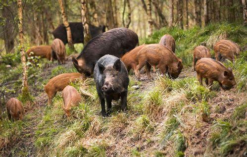 野猪进瓜棚吃瓜视频大全
