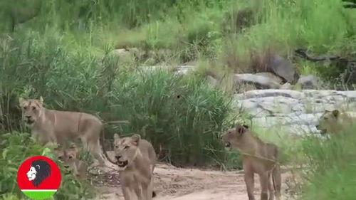 大羚羊吃扎马瓜视频,扎马瓜美味瞬间