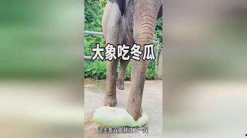 大象吃葫芦瓜视频大全下载,趣味视频集锦下载