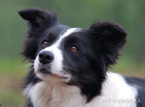 边牧可以吃白瓜吗视频