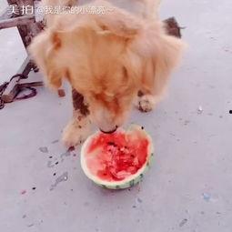 吃瓜小熊小金毛视频